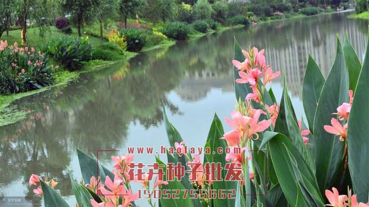 美人蕉觀賞價(jià)值高