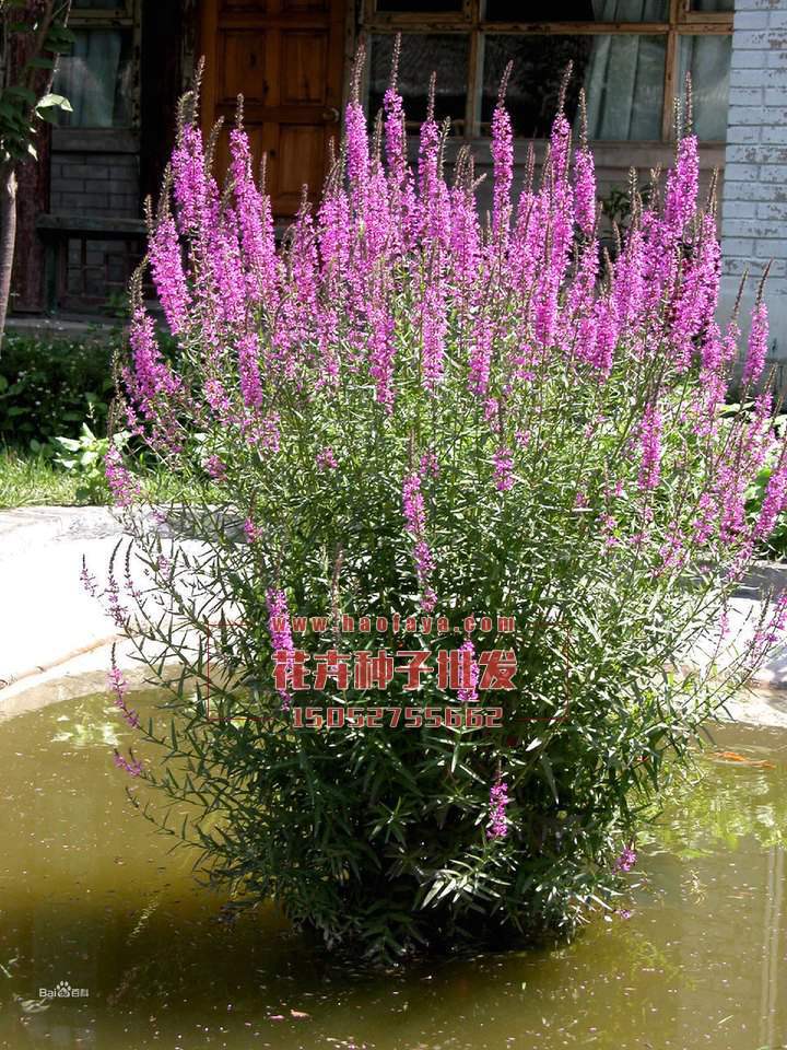 千屈菜種植技術(shù)