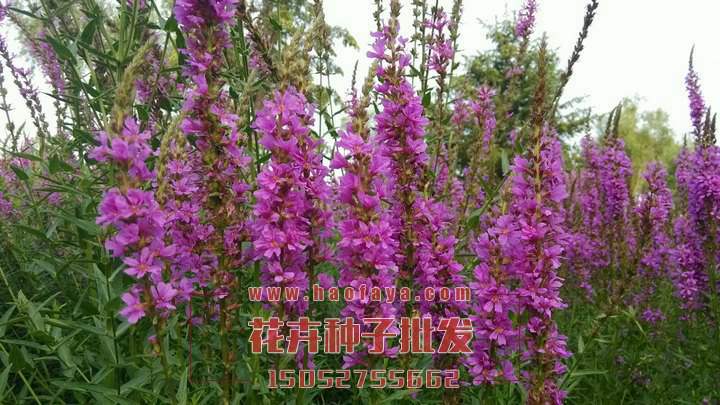 千屈菜種子批發(fā)