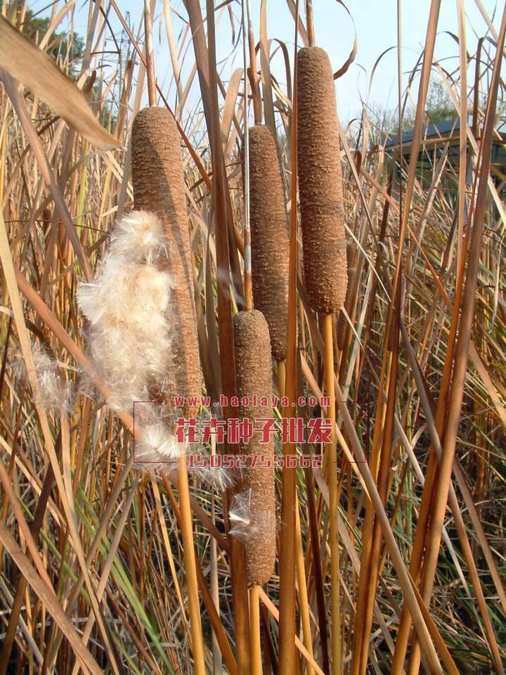 香蒲種子供應(yīng)公司