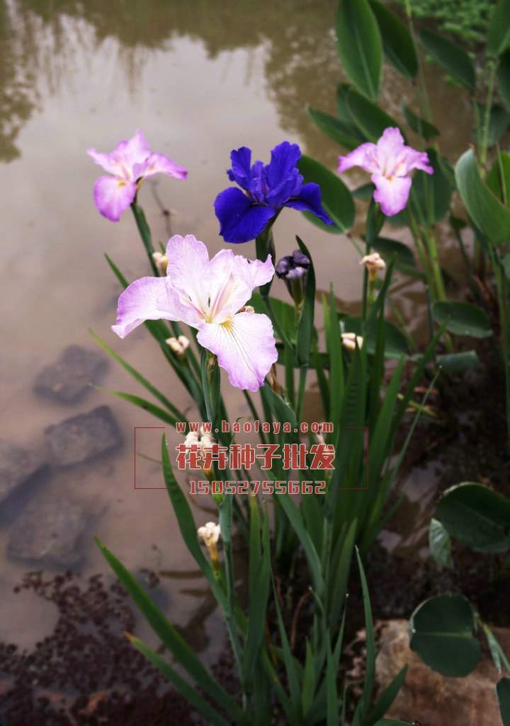 唐菖蒲種子供應(yīng)公司