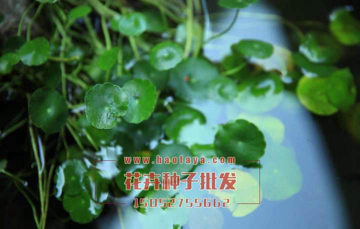 銅錢草觀賞價(jià)值