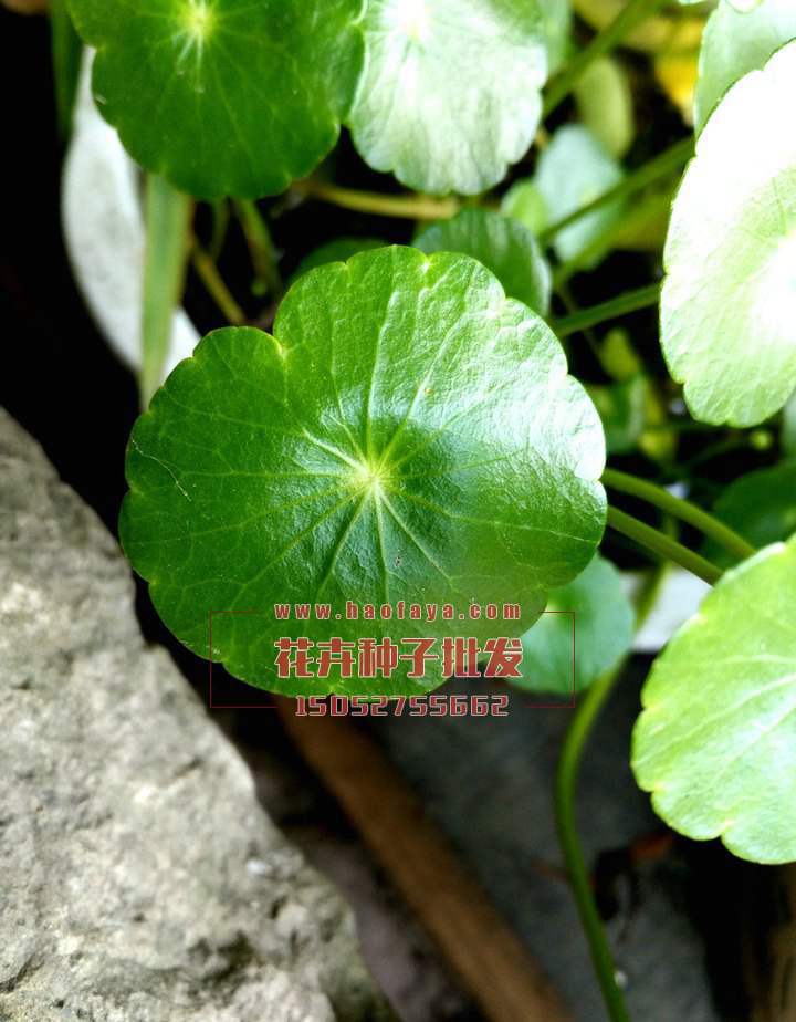 銅錢草種子供應(yīng)公司