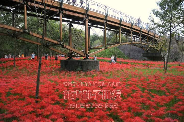 彼岸花種植技術(shù)