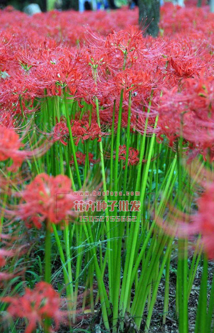 彼岸花種球銷(xiāo)售價(jià)格