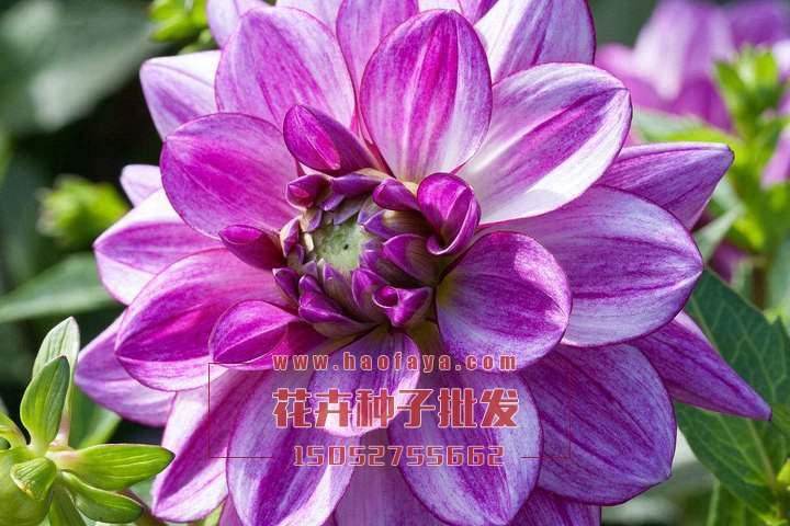 大麗花種植技術