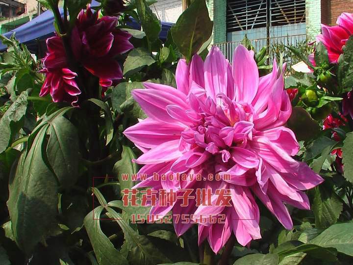 大麗花種球銷售公司