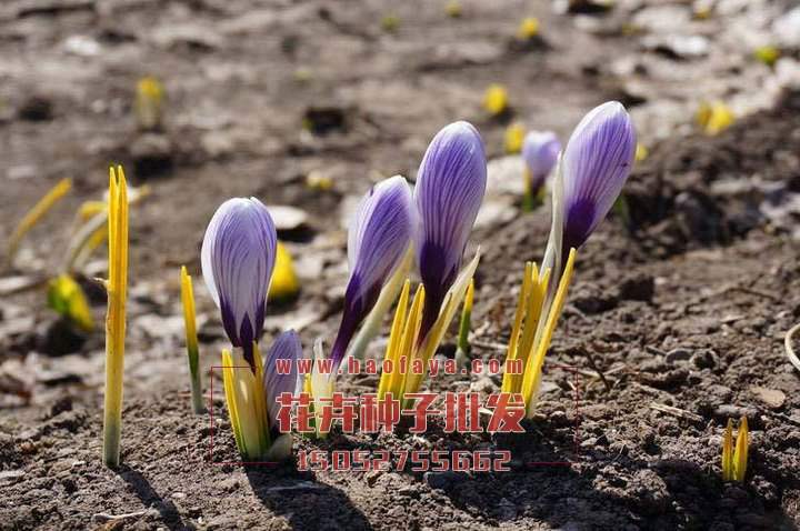 番紅花種植技術(shù)