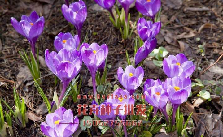 番紅花種球批發(fā)