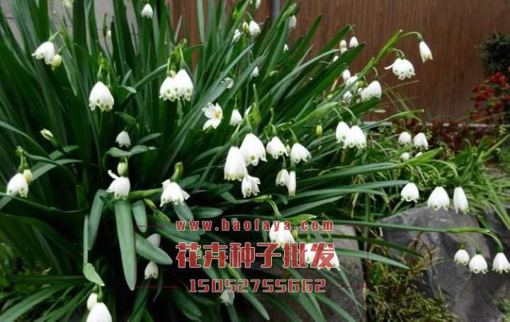 鈴蘭種根銷售價格