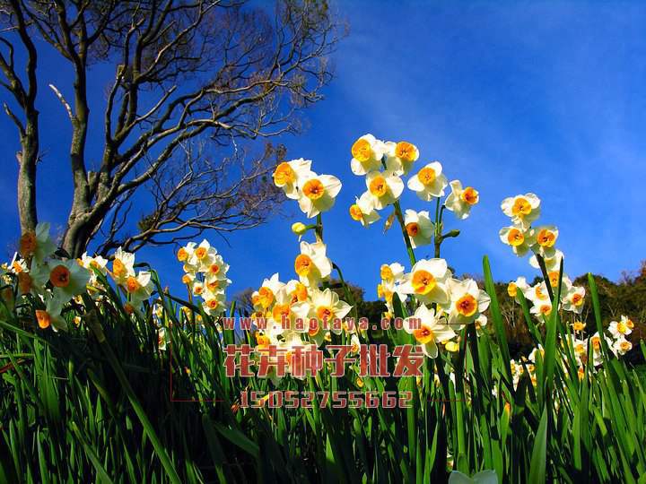 水仙花種球批發(fā)公司