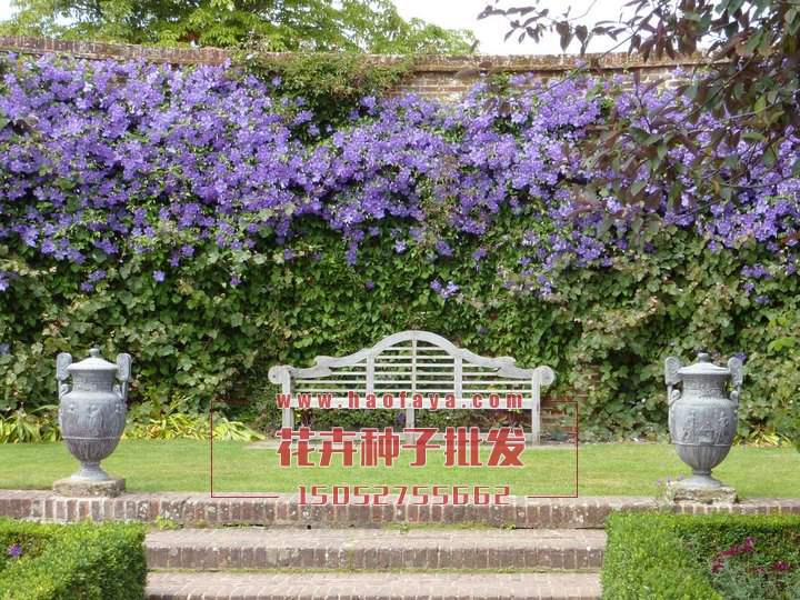 鐵線蓮種球批發(fā)