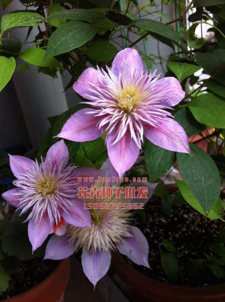 鐵線蓮種根銷售價(jià)格