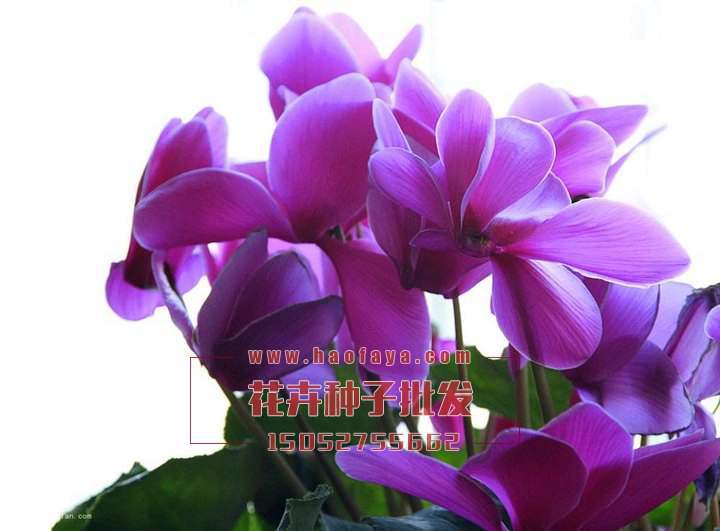 仙客來種植方法