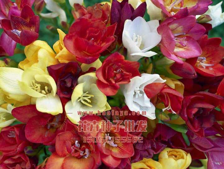 香雪蘭種球供應(yīng)公司