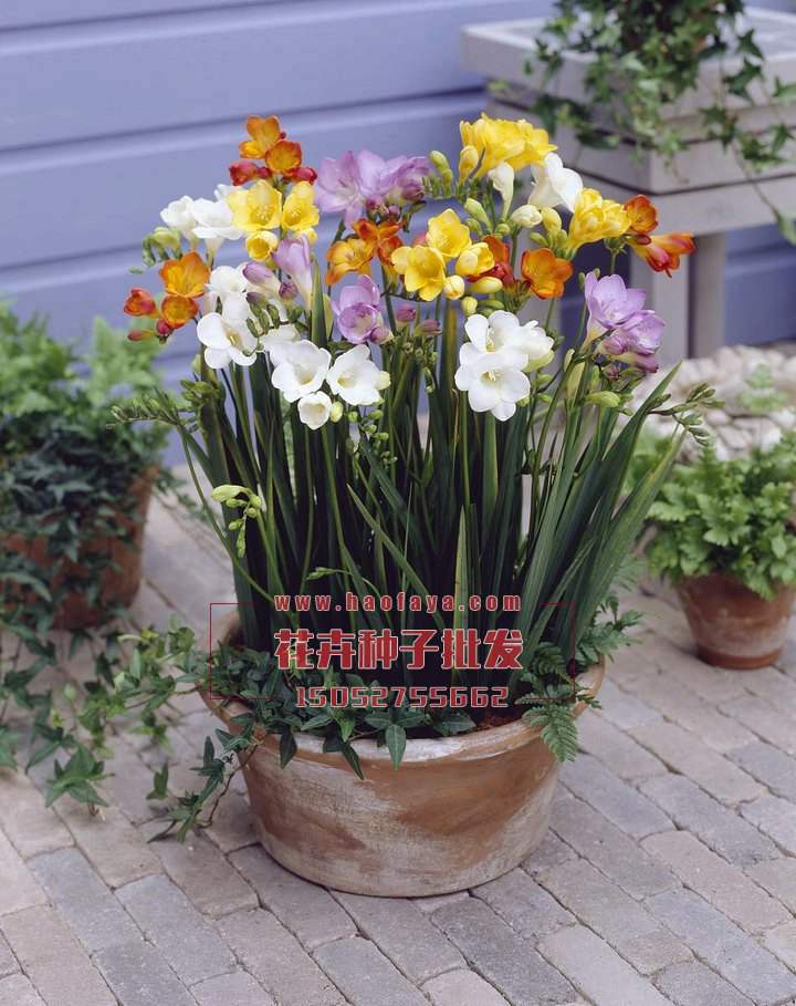 小蒼蘭種球供應(yīng)公司