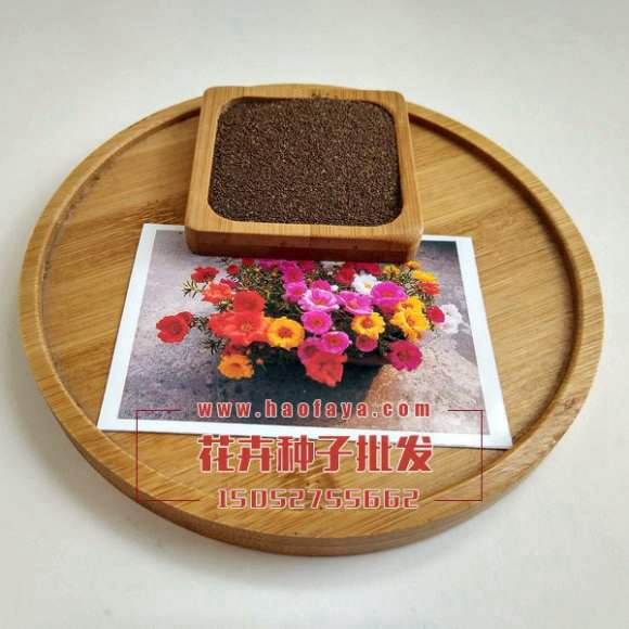 觀賞太陽花種子