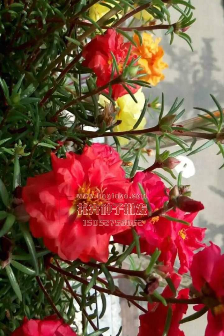 太陽花種植技術(shù)