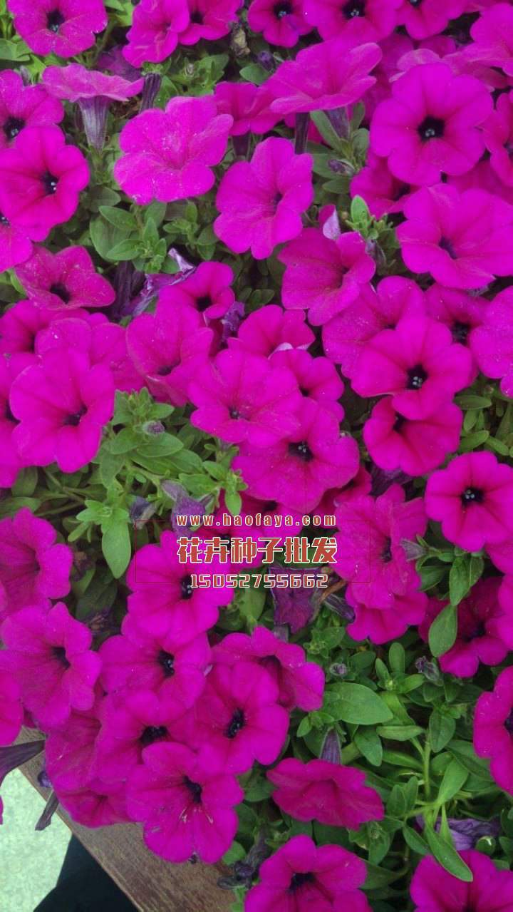 矮牽牛播種技術(shù)