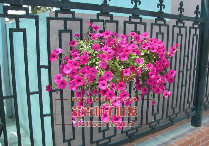 垂吊矮牽牛種子