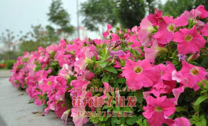 矮牽牛種子供應(yīng)公司