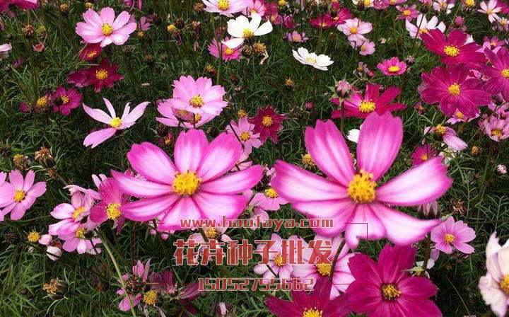 波斯菊種子銷售價(jià)格