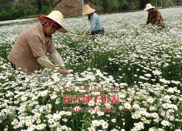 除蟲菊栽培技術(shù)