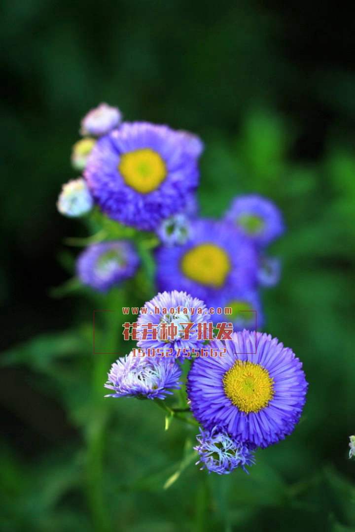 翠菊種子批發(fā)供應(yīng)公司