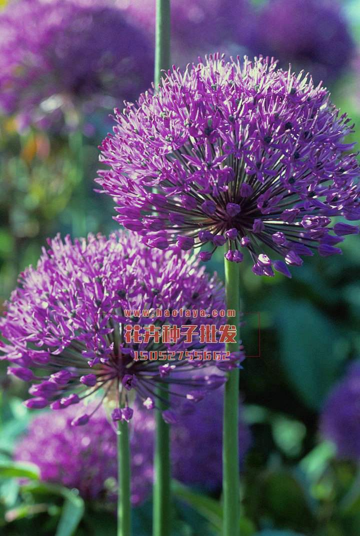 大花蔥栽培技術