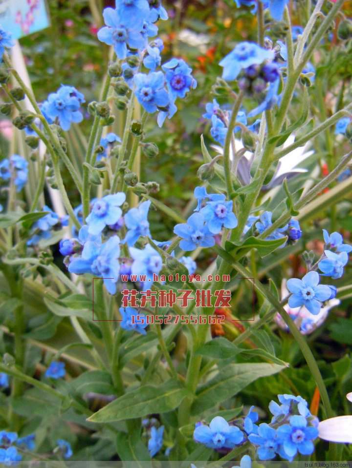 倒提壺種子銷售價格