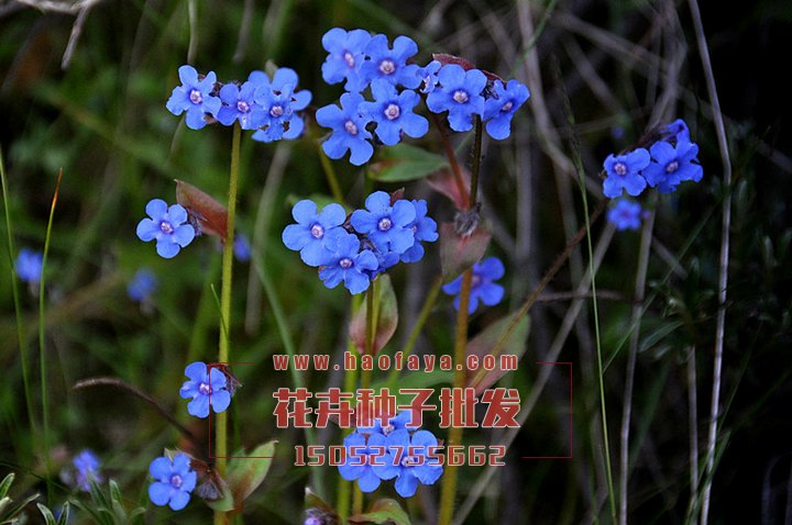 倒提壺種子批發(fā)供應(yīng)公司