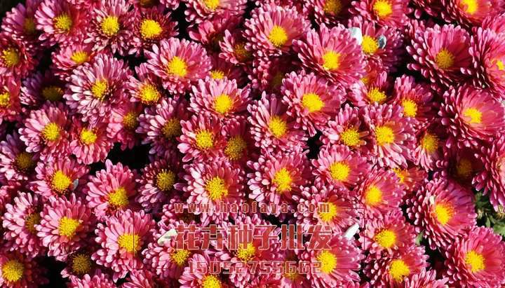 地被菊種子播種效果展示