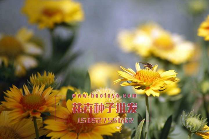 堆心菊種子銷售價格