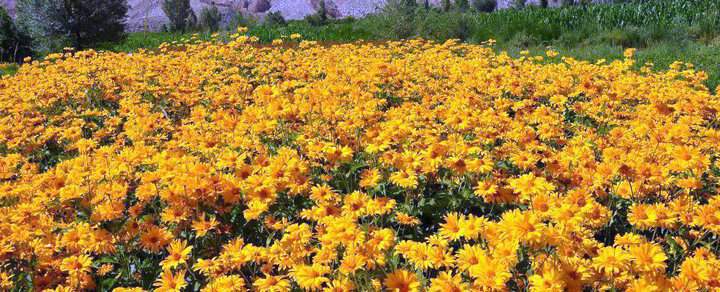 堆心菊種子批發(fā)