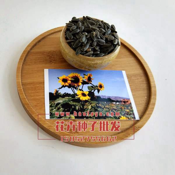 觀賞向日葵種子