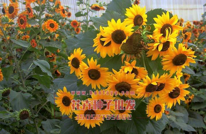 多頭向日葵種子