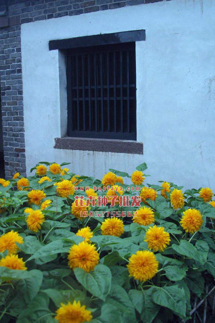 玩具熊向日葵種子批發(fā)