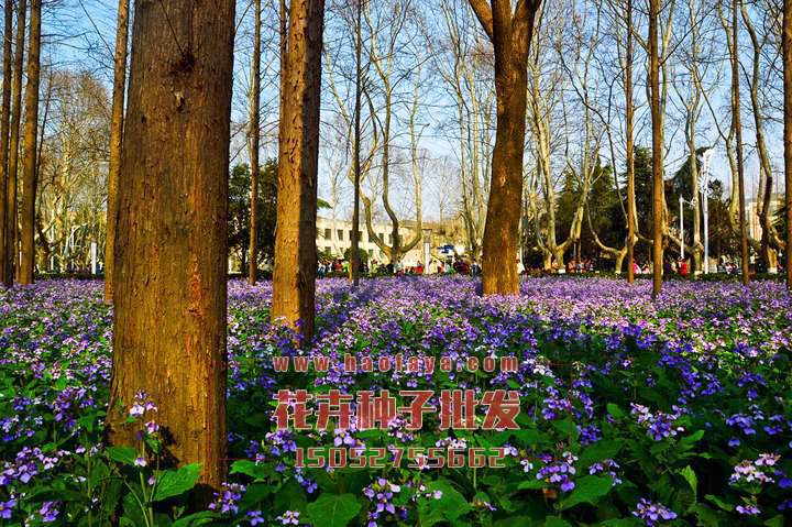 二月蘭種子銷售價格