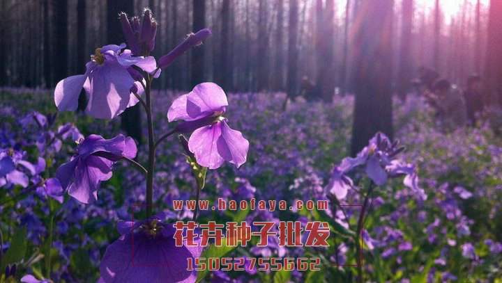 二月蘭種子批發(fā)供應(yīng)公司