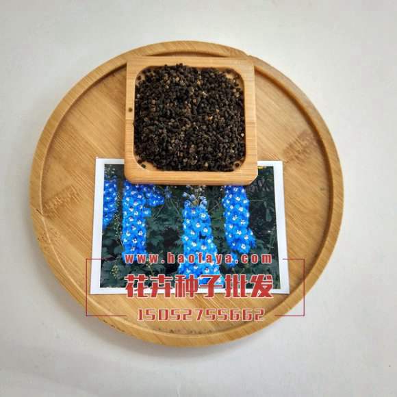 大花飛燕草種子