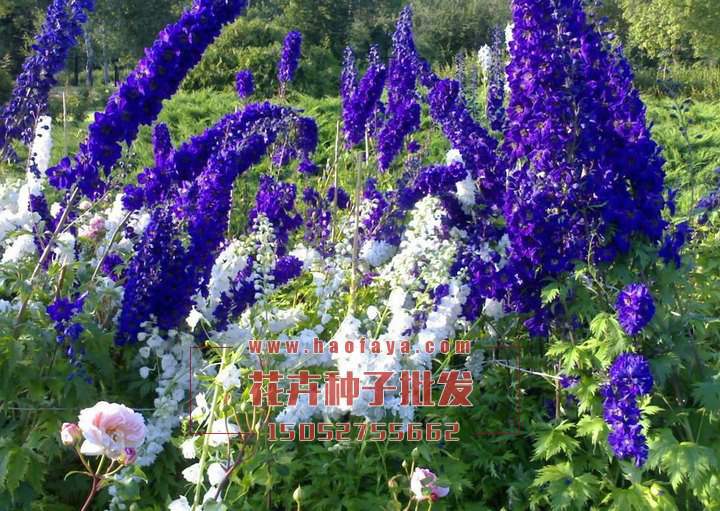 飛燕草種植技術(shù)