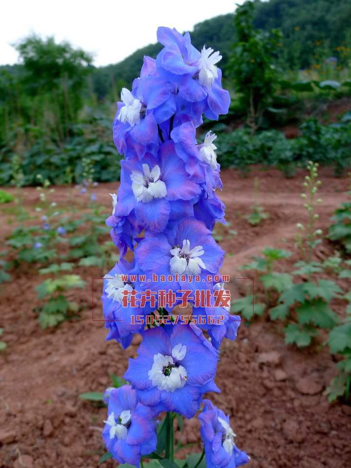 飛燕草種子批發(fā)