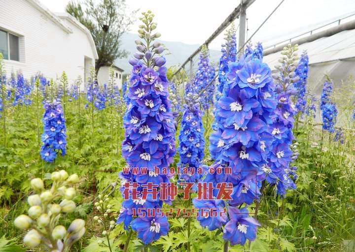 飛燕草種子批發(fā)供應(yīng)公司