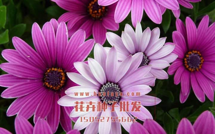 非洲菊種子播種栽培技術(shù)