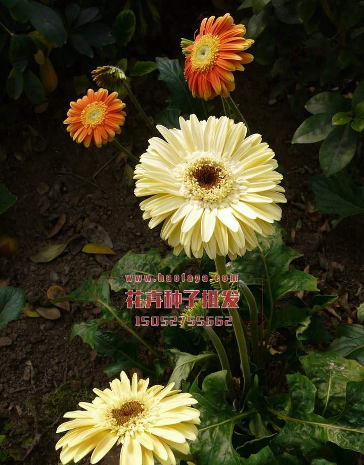 非洲菊種子批發(fā)