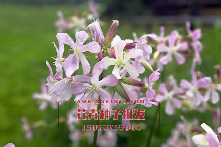 肥皂草種植技術(shù)