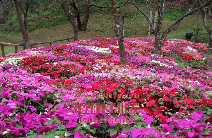 鳳仙花種子種植效果展示