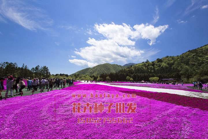 福祿考種子供應(yīng)公司