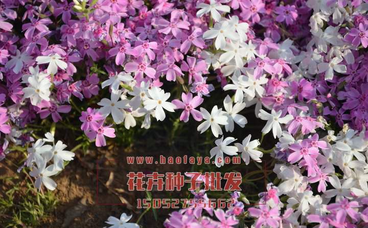 福祿考種子種植效果展示