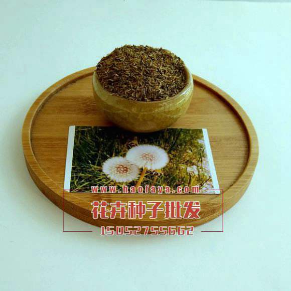 觀賞蒲公英種子